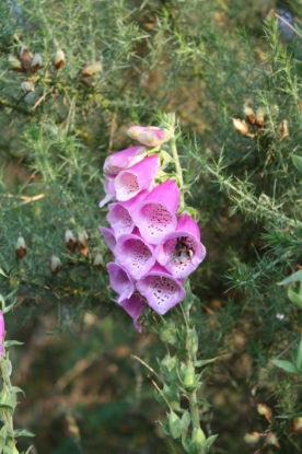 Picture of Digitalis (Foxflove) - Purpurea